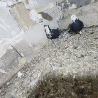 ریش نر|پرنده|بم, |دیوار