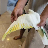 کفتر|پرنده|تهران, پرستار|دیوار