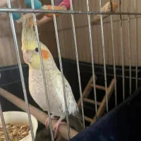 عروس هلندی ماده ۶ماهه