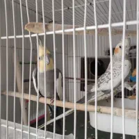 جفت عروس هلندی کار داده با قفس و لوازم رایگان|پرنده|مشهد, کوشش|دیوار