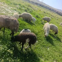 فروش ده راس میش بره و یک میش پستون کرده