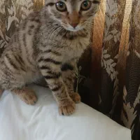 واگذاری گربه ملوس