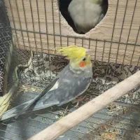 یک جفت عروس هلندی