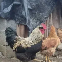 تعدادی مرغ و خروس نه ماهه بفروش میرسد