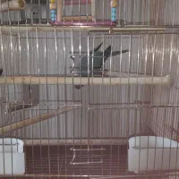 طوطی راهب|پرنده|کرج, محمد آباد|دیوار