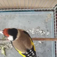 سهره|پرنده|پاکدشت, پاکدشت (مامازند)|دیوار