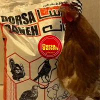 فروش و پخش دان مرغ تخمگذار