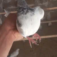 کبوتر