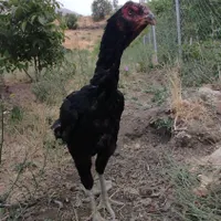 مرغ لاری