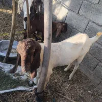 گوسفند  ابستن  کهره