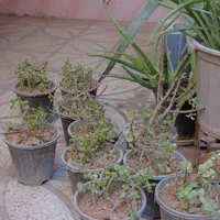 گل خرفه
