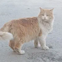 گربه گمشده (پرشین)