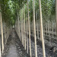 فروش ویژه نهــال صــنوبر با بستهبندی استاندارد|خدمات باغبانی و درختکاری|فسا, |دیوار