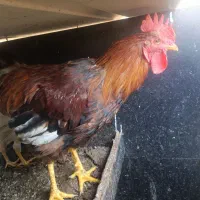 خروس رسمی یکساله خوش رنگ و هیگلی