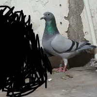 کبوتر گمشده