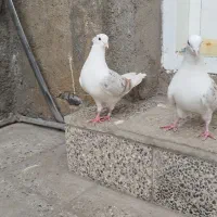 ایرپاد کبوتر خوشونه معاوضه باقناری|لوازم جانبی موبایل و تبلت|خرمآباد, |دیوار