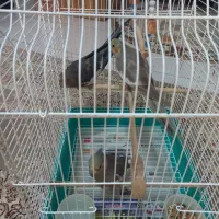 طوطی عروس هلندی