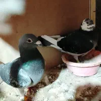 کفتر|پرنده|علی‌آباد کتول, |دیوار