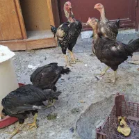 مرغ و خروس لاری