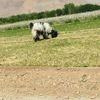 بره‌چاق‌مناسب‌کشتار