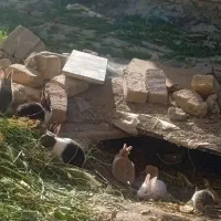 بچه خرگوش کوچولو