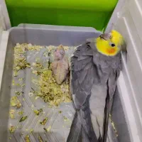 عروس هلندی نر بالغ|پرنده|گرمسار, |دیوار