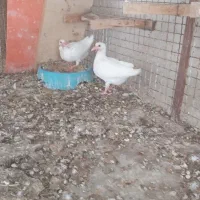 کبوتر پلاکی سفید
