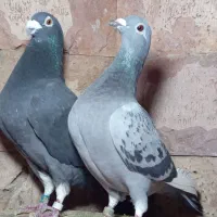 کبوتر مسافتی و جوجه موریس دلبر|پرنده|مشهد, آزادشهر|دیوار