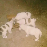سگ ازنژادالابای|سگ|آق قلا, |دیوار