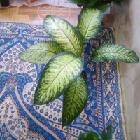 دیفن|گل و گیاه طبیعی|شبانکاره, |دیوار