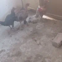 مرغ خروس. لاری . تخم بت|حیوانات مزرعه|زابل, |دیوار