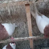 جفت سینه ای