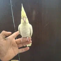 عروس هلندی ۳ ماهه