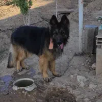 سگ ژرمن شولان اصل