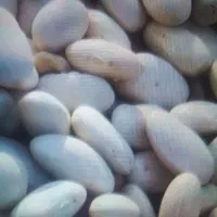 لوبیاسفید