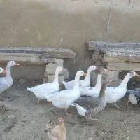 غاز بزرگ وتمیز