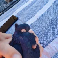 کفتر زاغ و سرخ آبادانی|پرنده|کوه چنار, |دیوار