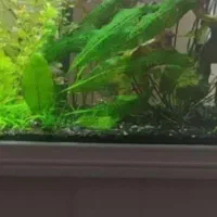 گیاه ماداگاسکار