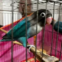 ط و ط ی برزیلی