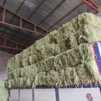 یونجه انباری چین 3و 4خشک درجه یک|عمده‌فروشی|هشتگرد, هشتگرد قدیم|دیوار