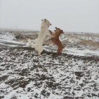 سگ پا کوتاه نژاد دار بچه هاشم فروشی هستن|سگ|سبزوار, شرق کال میانی|دیوار