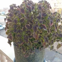 گل حسن یوسف مخمری