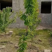 واحد-ویلایی