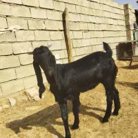 تیشتر افغانی اصلی بشرط از همه لحاظ|حیوانات مزرعه|مسجد سلیمان, |دیوار