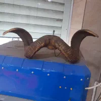 شاخ قوچ