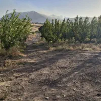 باغ 3ساله انواع مختلف میوه داره همگی ثمر داده|فروش زمین و ملک کلنگی|کرمانشاه, |دیوار