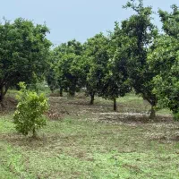 زمین،باغ پرتقال ۱۰۰۰متر روستای بالاجاده|فروش زمین و ملک کلنگی|کردکوی, |دیوار