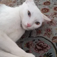 واگذاری|گربه|خمینی‌شهر, |دیوار