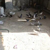 کفتر یا همون کبوتر