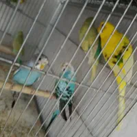 تعدادی مرغ عشق نر و ماده